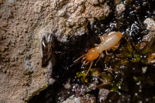 Termite Control Services