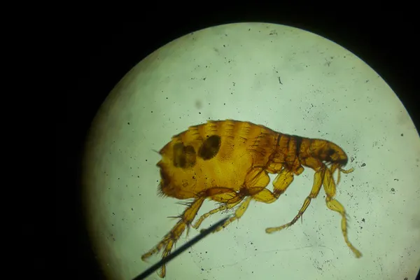 Flea and Tick Control Services