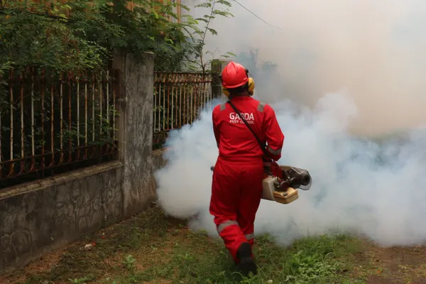 Insect Control Services