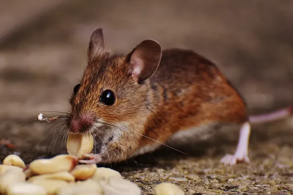 Rodent Control Services