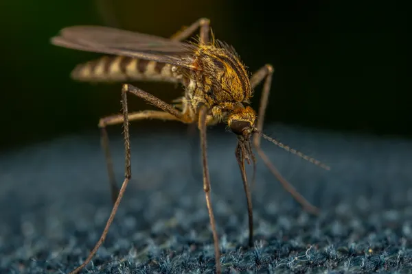 Mosquito Control Services