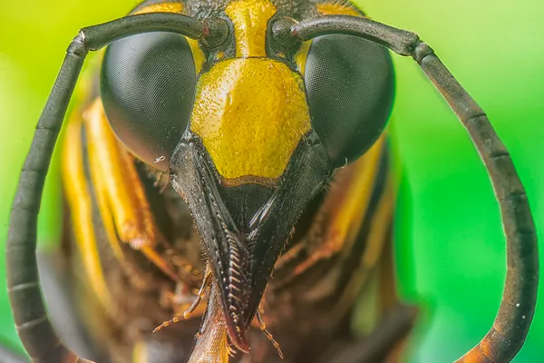 Hornet Nest Remover