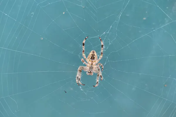 Spider Control Services