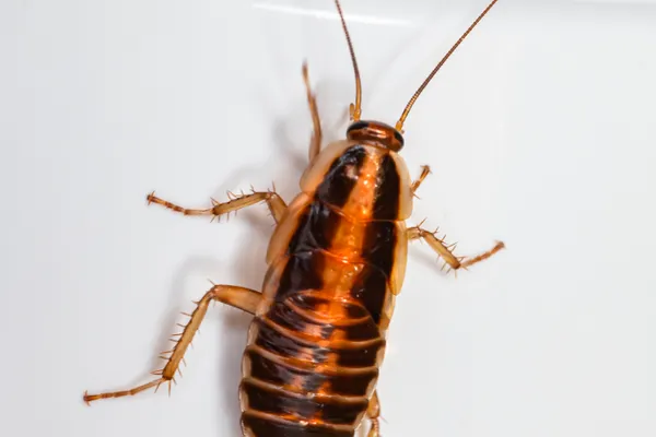 Cockroach Control Services