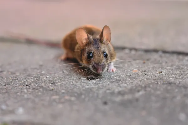 Mice & Rat Control Services