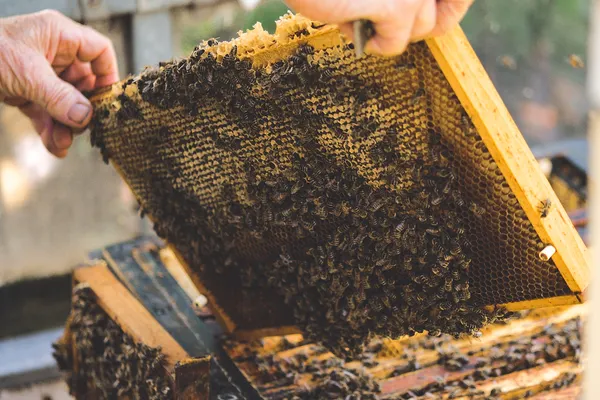 Bee Removal Services